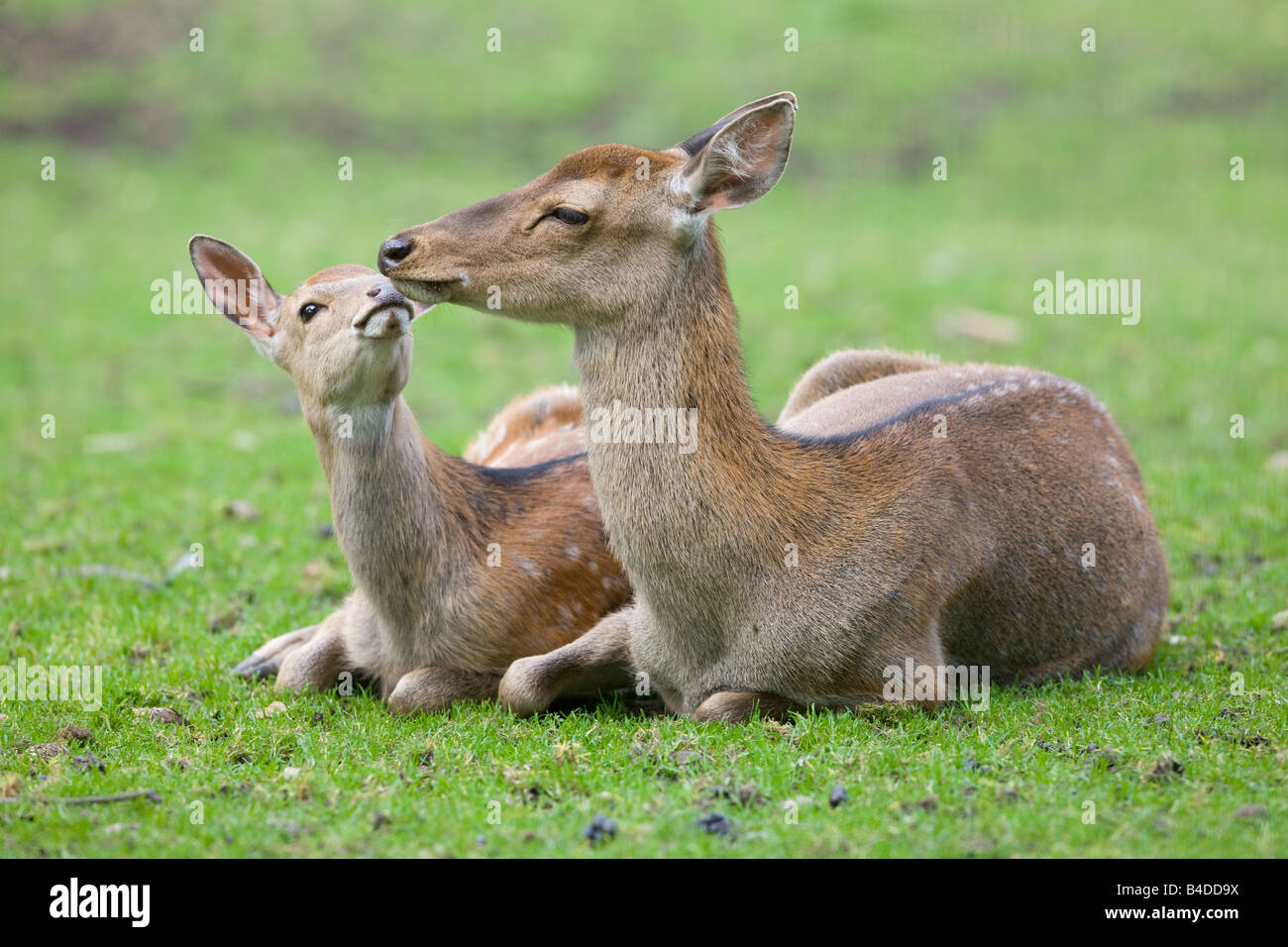 Sika Deer - Cervus Nippon dybowski Stock Photo