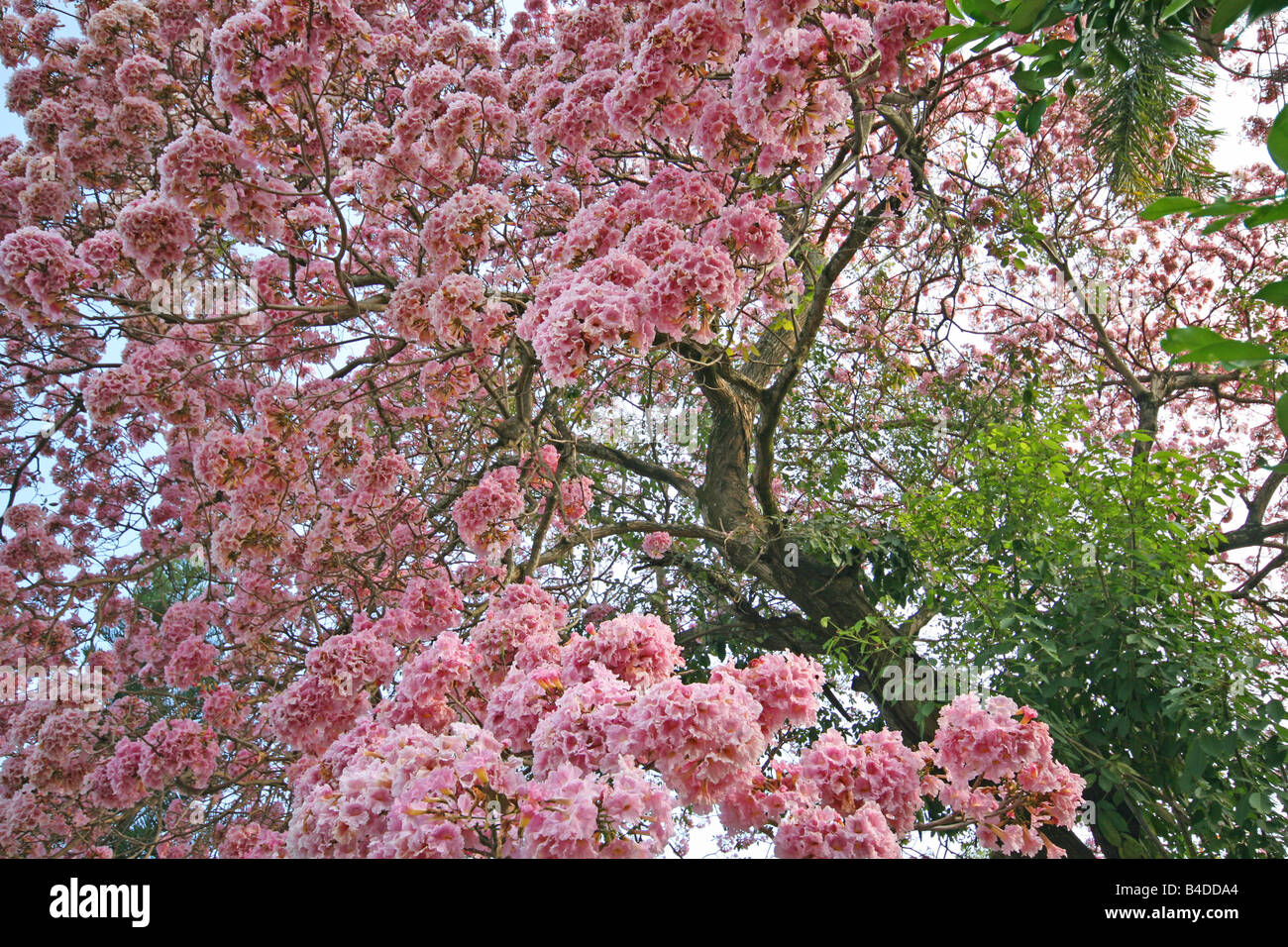 Ipe tree brazil hi-res stock photography and images - Alamy