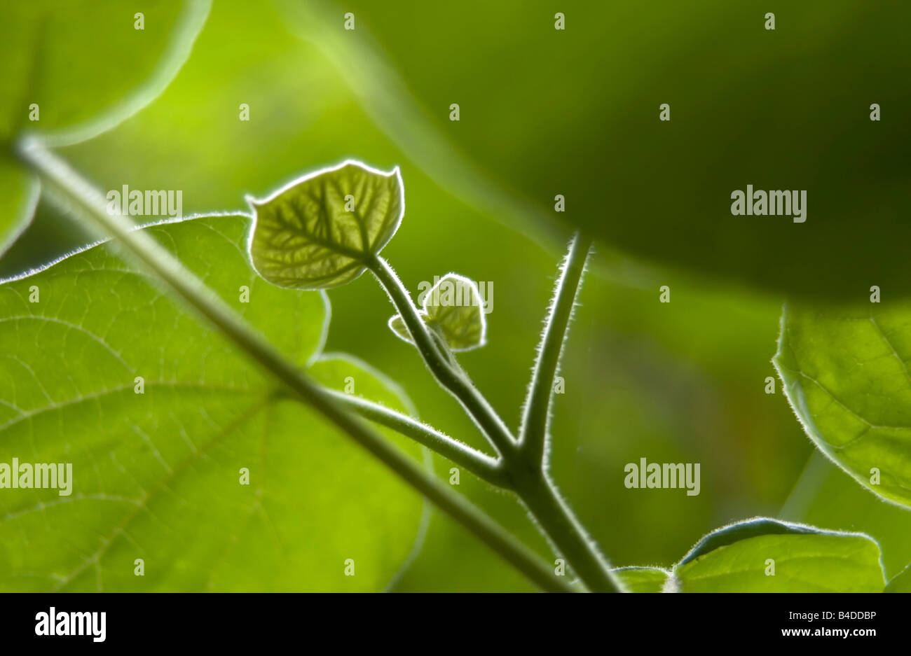 A small green leaf Stock Photo Alamy