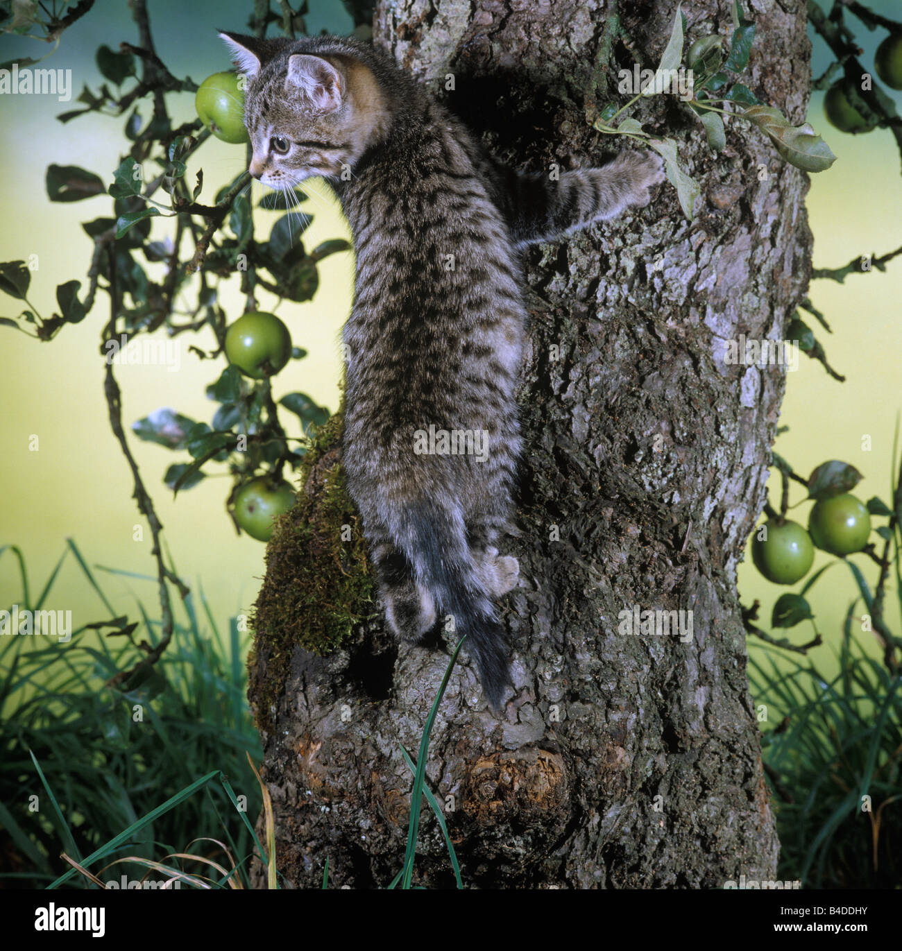 CAT, Spotted tabby female kitten, 10 weeks old, climbing on trunk of