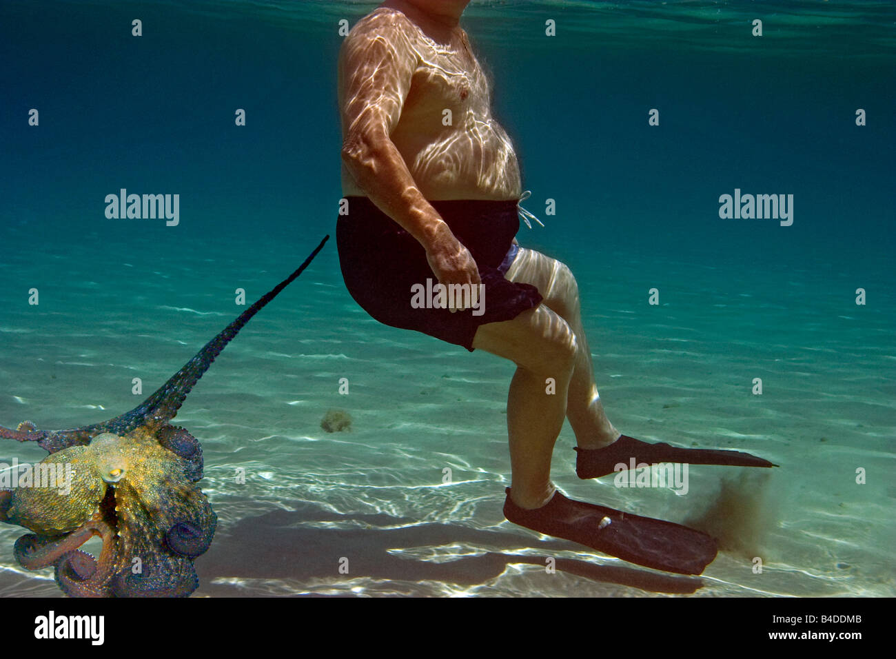 digital composite ,an octopus is curious about a fat man. Stock Photo