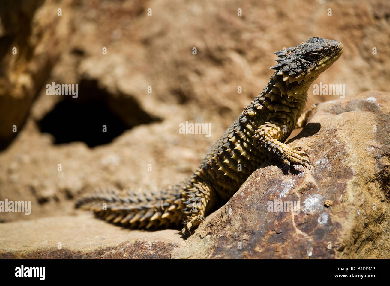 Giant Girdled Lizard (Cordylus giganteus) Stock Photo