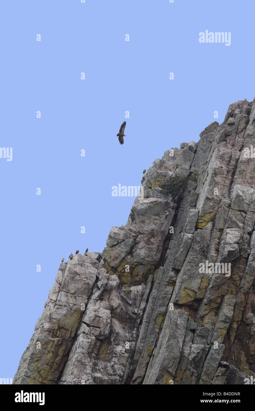 Cinereous vultures soaring over rocky cliffs in the Parc Nacional de Monfrague Spain Stock Photo