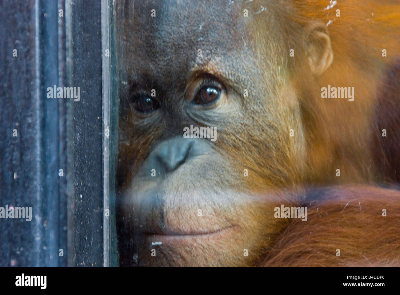 A young orangutan in Buenos Aires zoo. Stock Photo