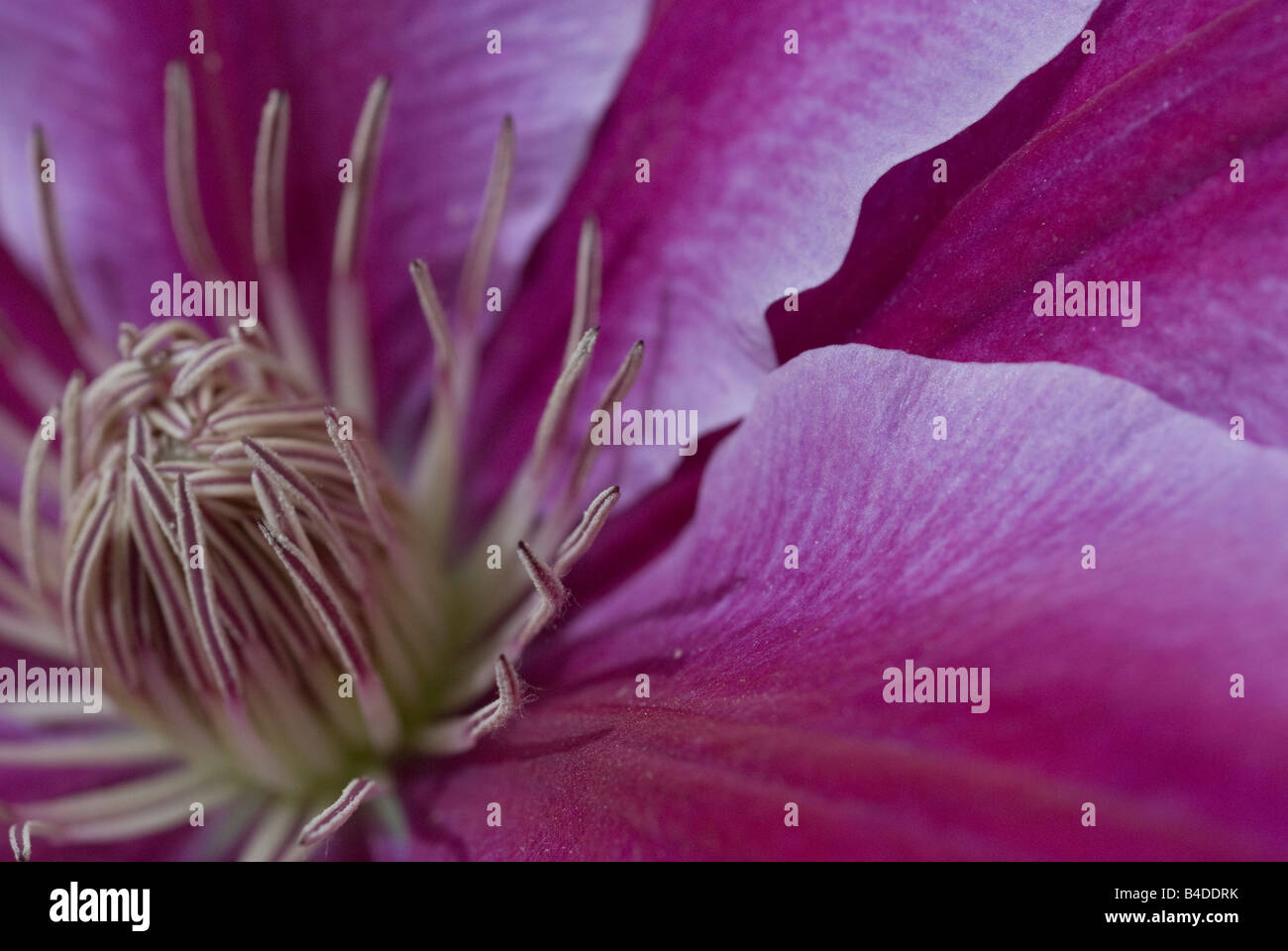 Close up detail of purple clematis flower Stock Photo