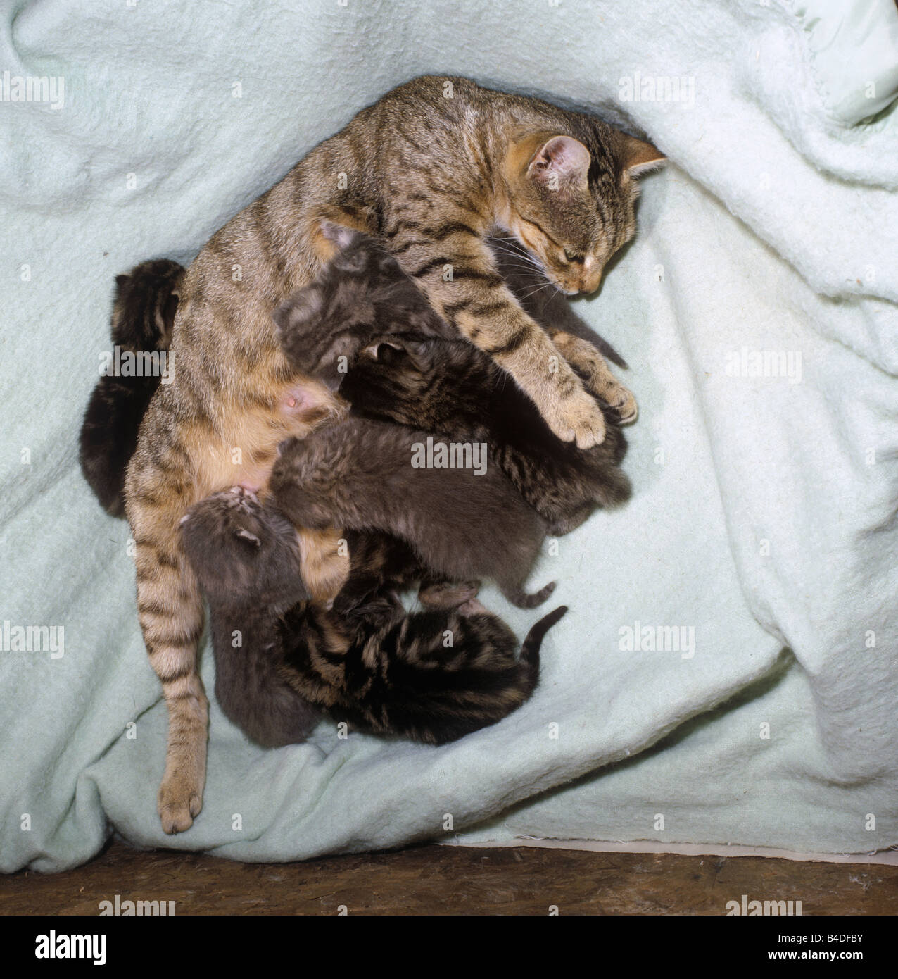 Sinds donderdagmiddag 14 november 2024 is de nieuwe autoladder van de  brandweer Almere in dienst getreden en vervangt hiermee de oude hoogwerker.  Een verslaggever van HV-Almere mocht mee omhoog voor een exclusief, image size:1276x1390