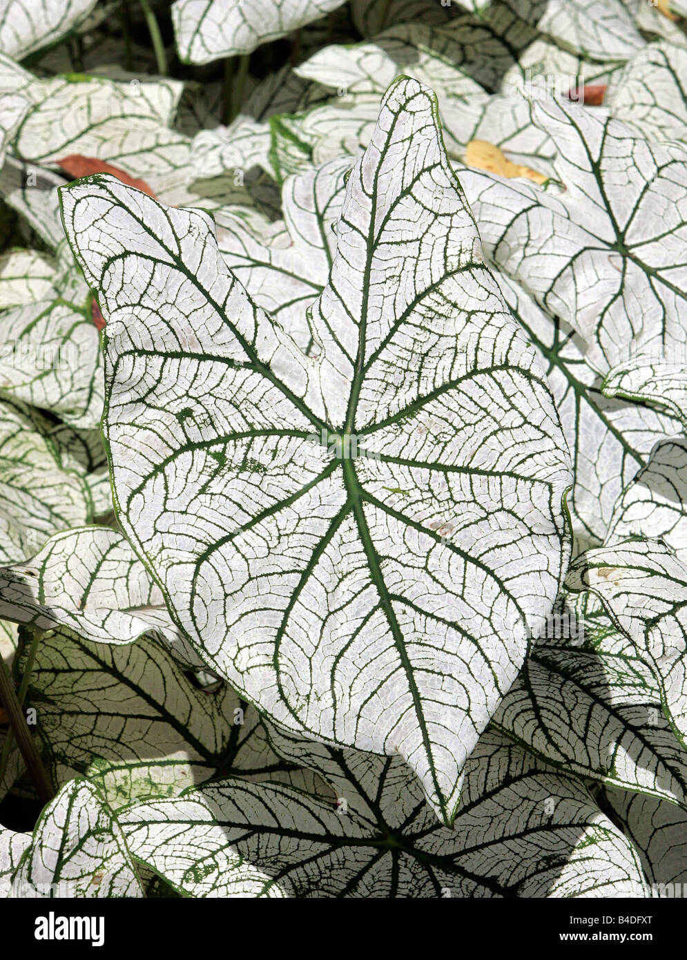 A nice caladium leaf with green veins Stock Photo