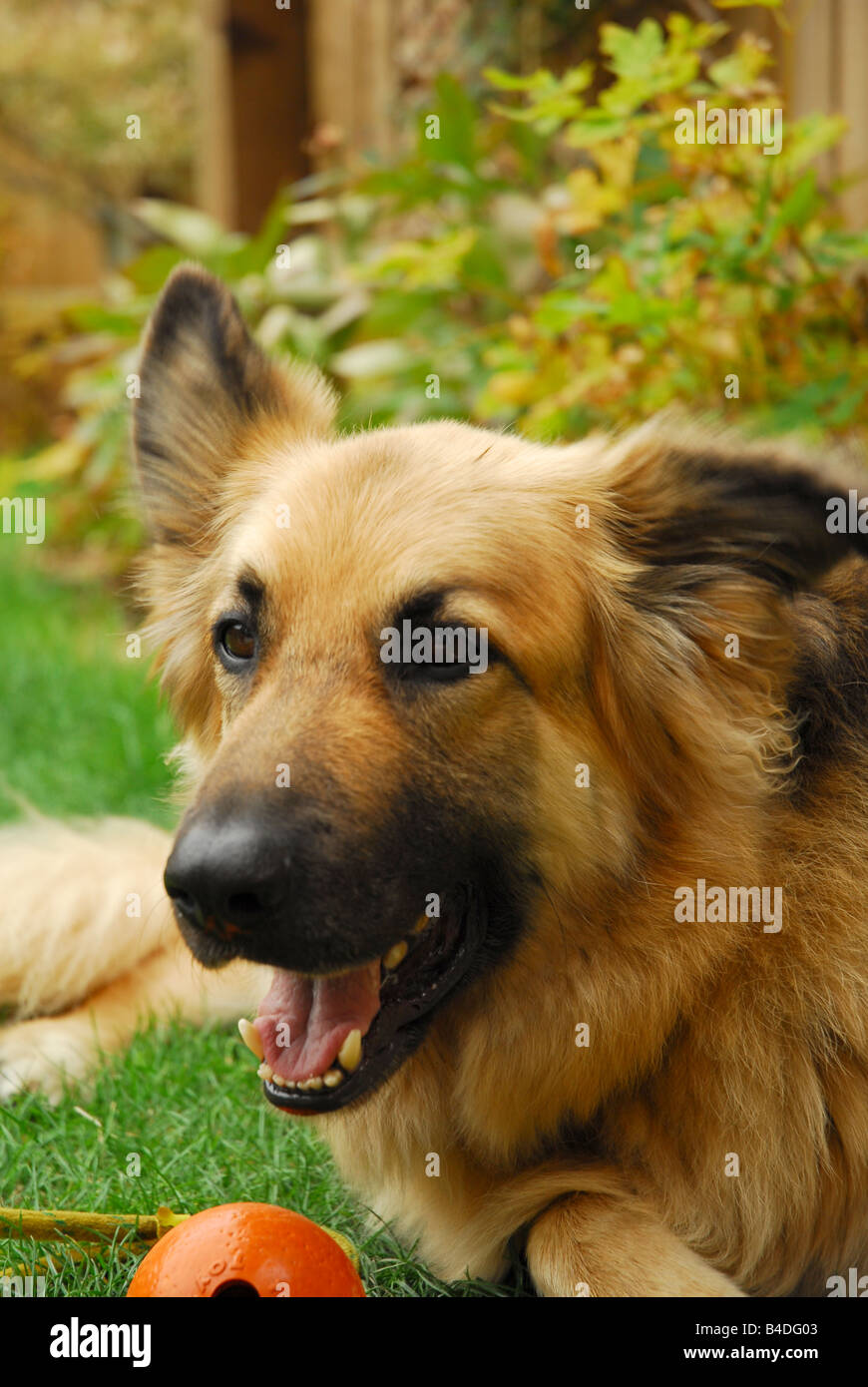 German Shepherd Dog (GSD) Stock Photo