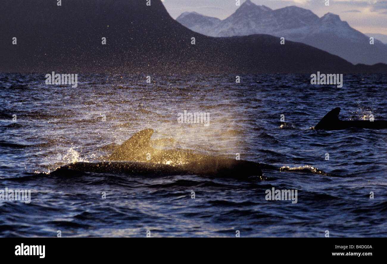Long-finned pilot whale (Globicephala melas), Lofoten, Norway Stock Photo