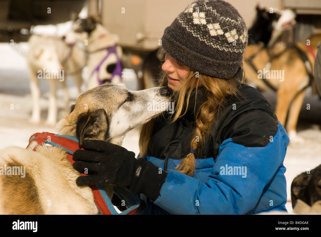 Canadian winter sports dogsledding woman hugs sled dog outdoors in snow, Banff Canada Stock