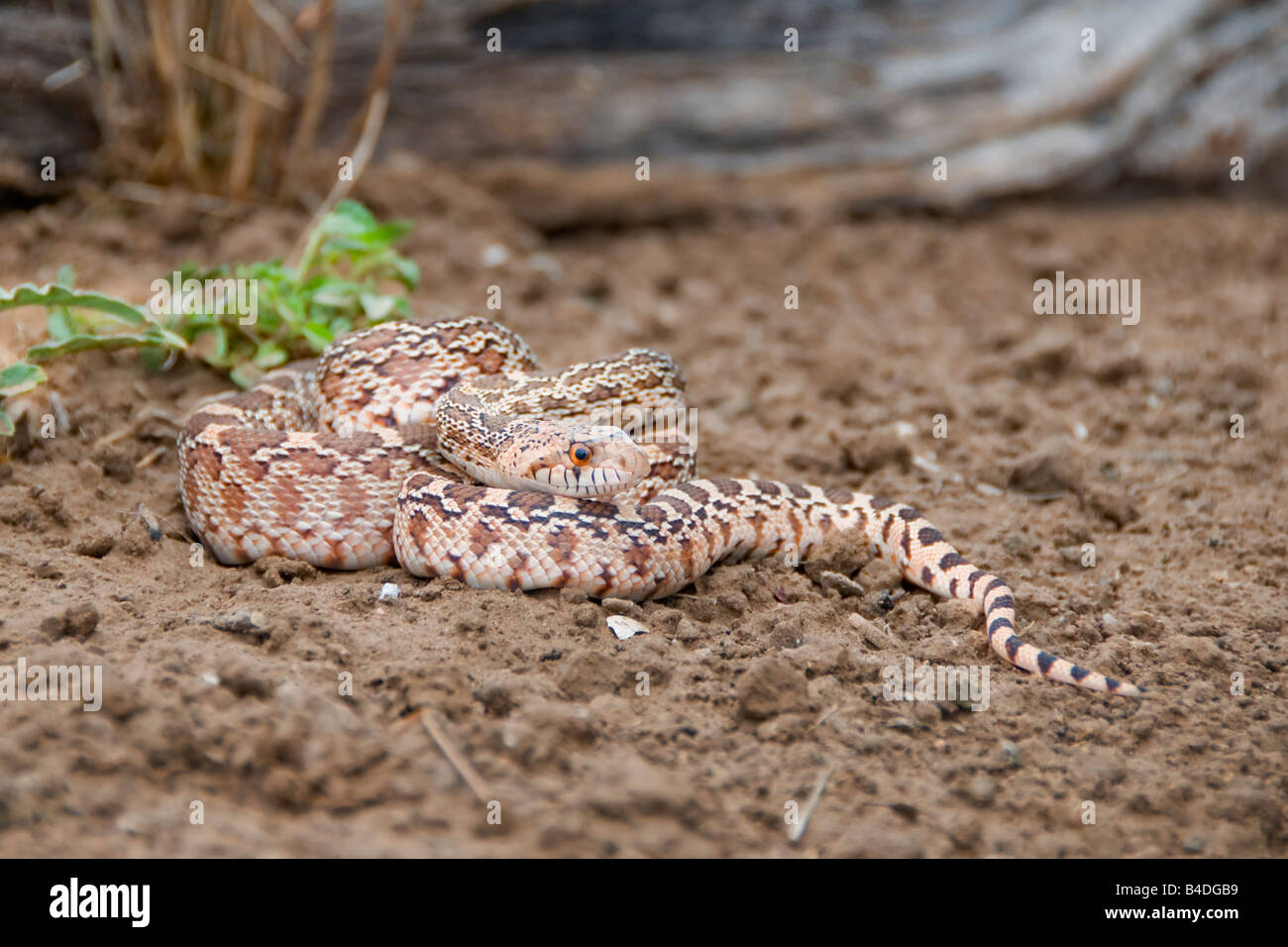 Glossy Snake Reptile Portrait Rio Grande Valley Texas Stock Photo