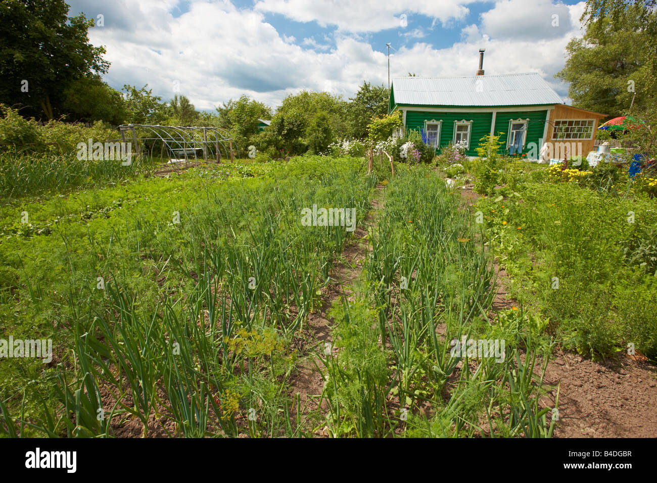 Vegetable garden at Russian dacha in summer. Kaluga region, Central Russia. Stock Photo