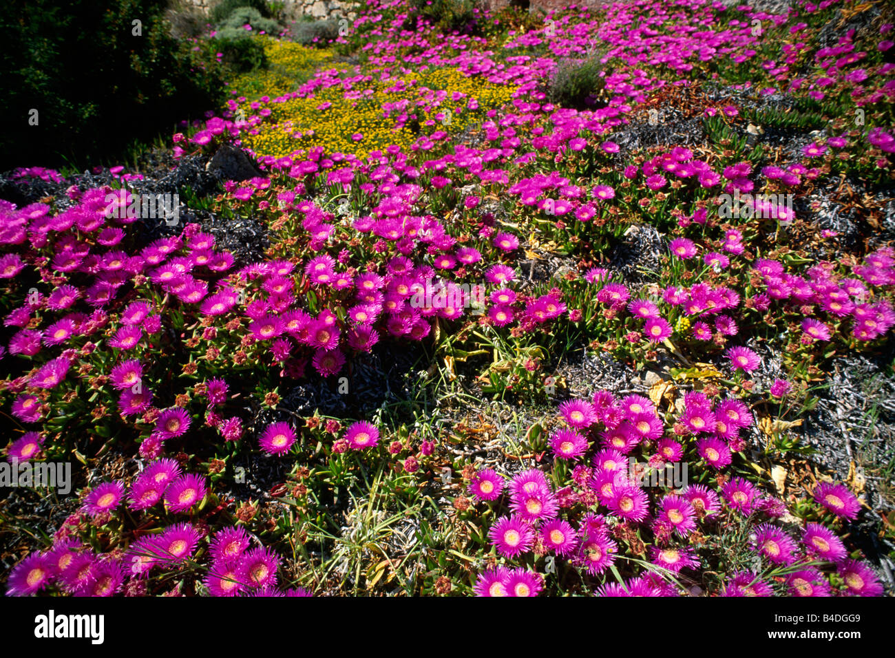 Italy, Sardinia, La Maddalena Archipelago National Park, La Maddalena island, spring flowers, Lampranthus emarginatus, Aizoaiceae Stock Photo