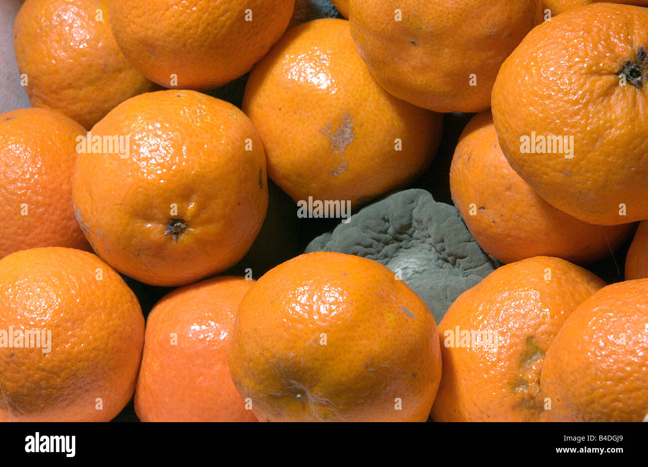 Moldy tangerine hires stock photography and images Alamy
