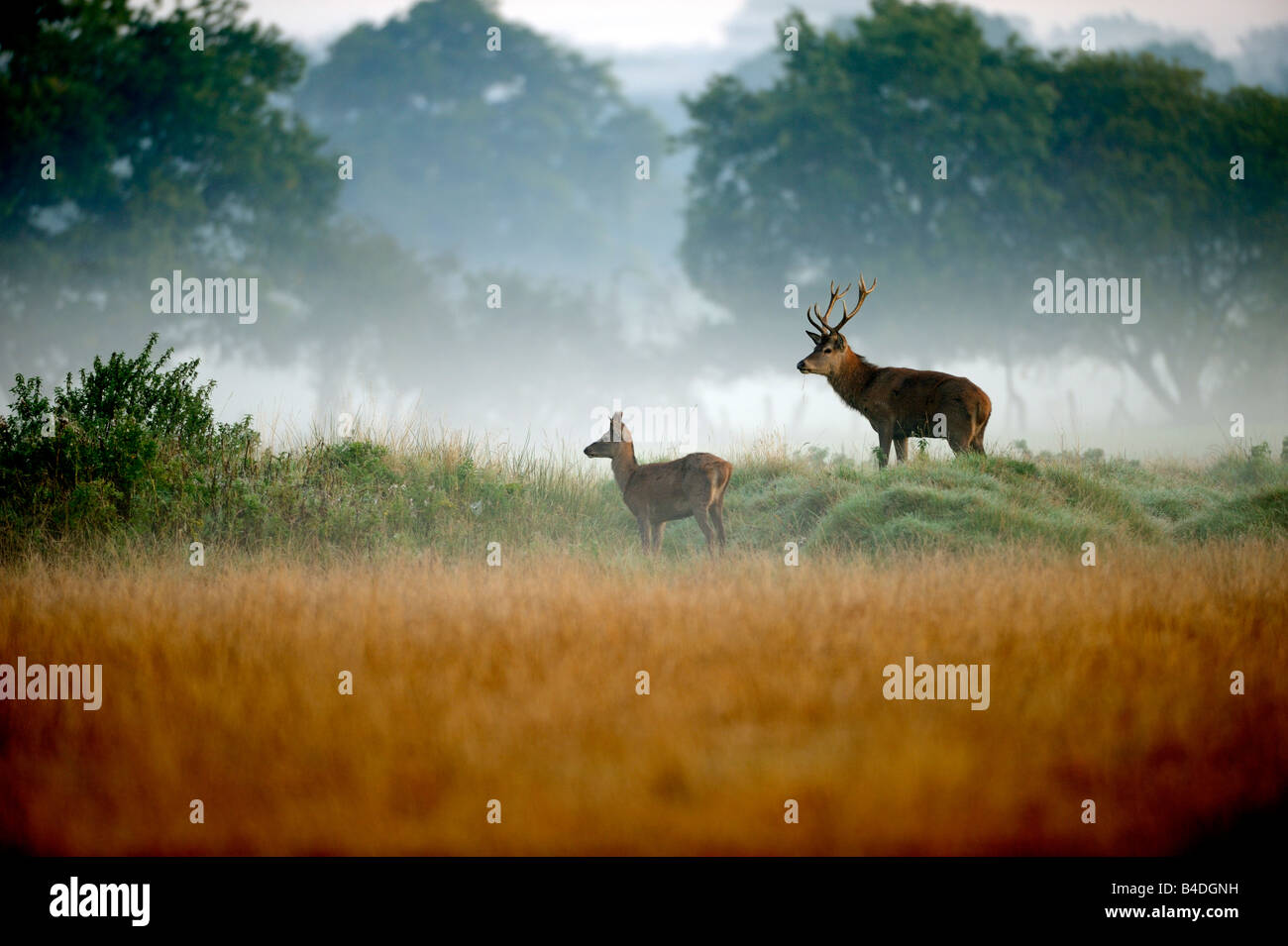 Young Red Deer Stags in the mist Stock Photo