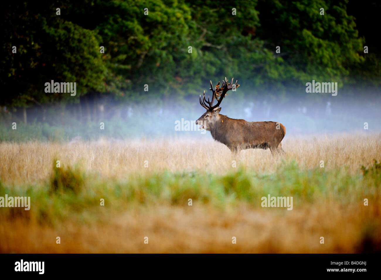 Red Deer in the mist Stock Photo