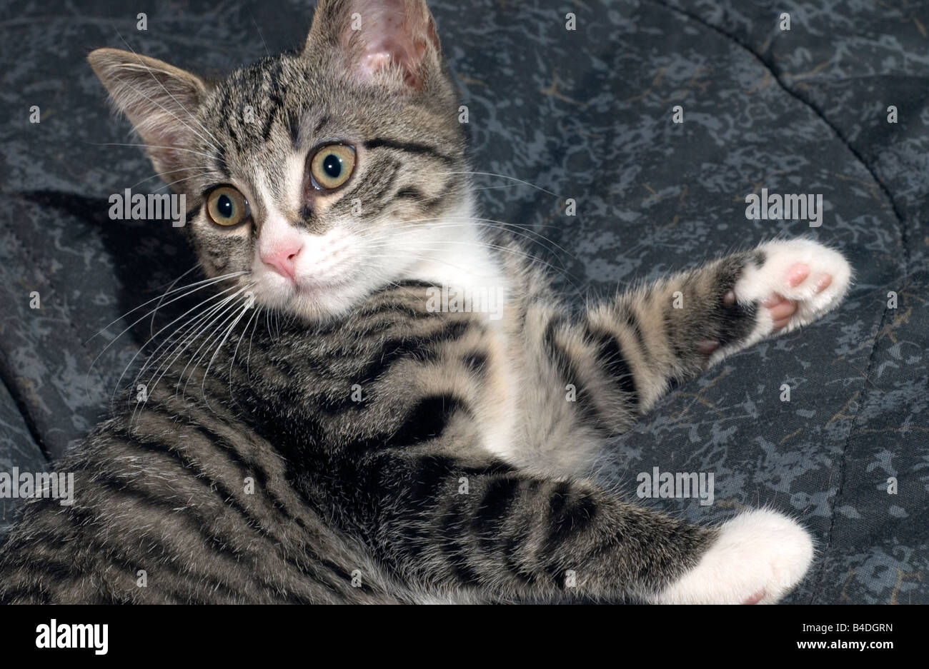 grey and black striped kitten