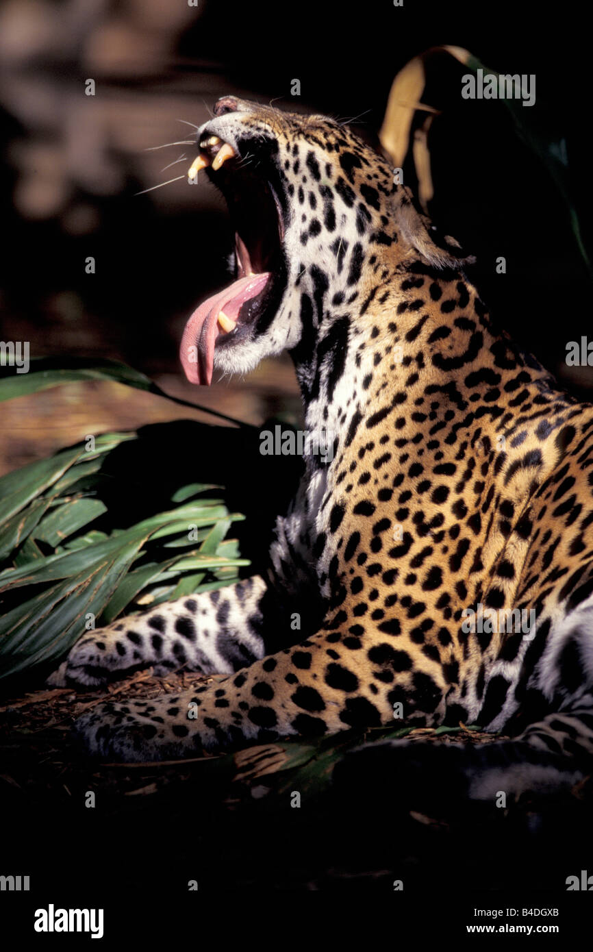 Jaguar panthera onca big cat hi-res stock photography and images - Alamy