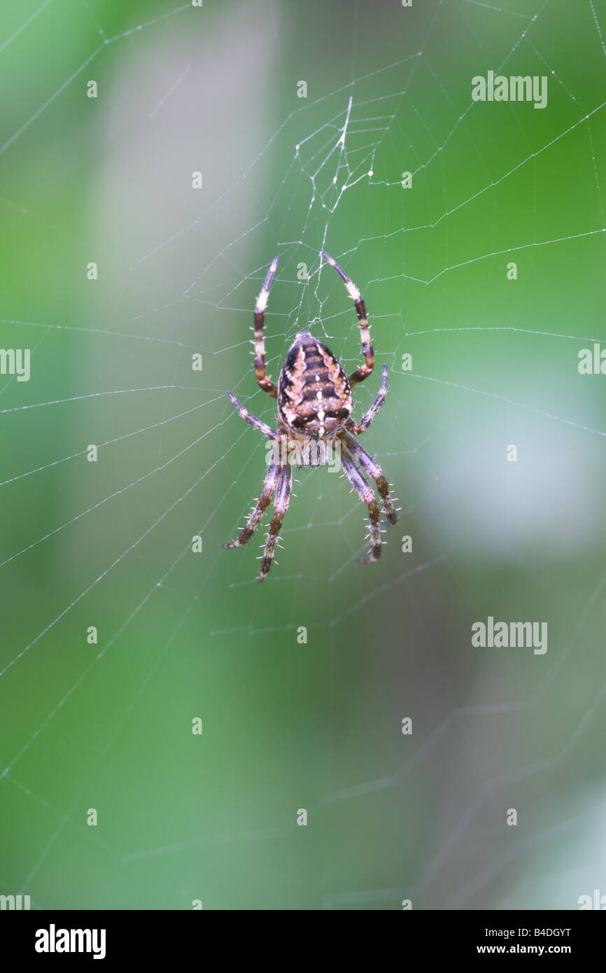 Garden Spider Araneus diadematus adult female on its web Stock Photo ...