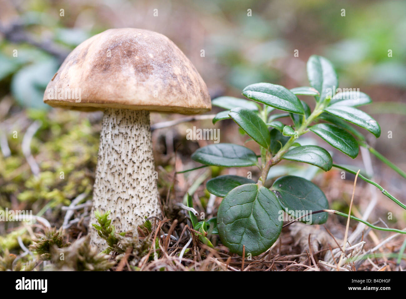 brown cap Mushroom Stock Photo Alamy