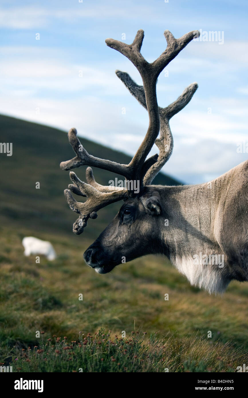 Reindeer Rentier Rangifer tarandus Scotland Cairngorm National Park