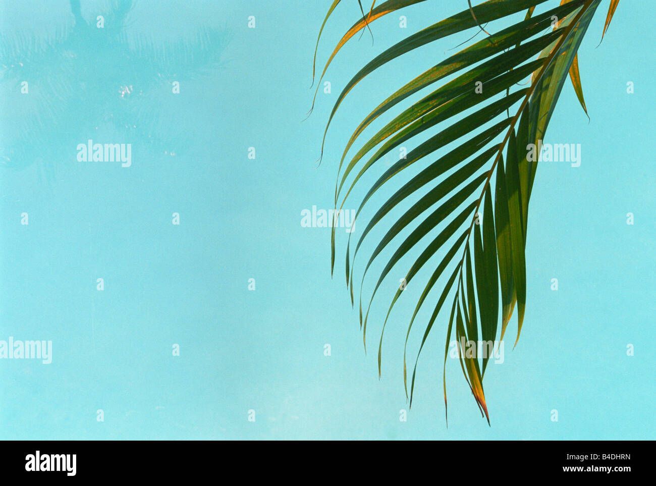 USA Florida Miami, Palm Frond, over swimming pool Stock Photo