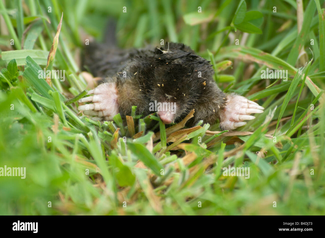 Common Mole Talpa europea Stock Photo