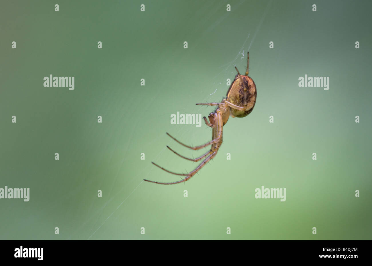 Garden Spider Araneus diadematus adult female on its web Stock Photo ...