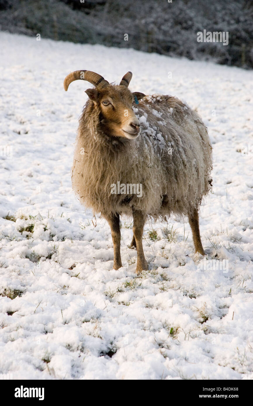 Ronaldsay sheep hi-res stock photography and images - Alamy