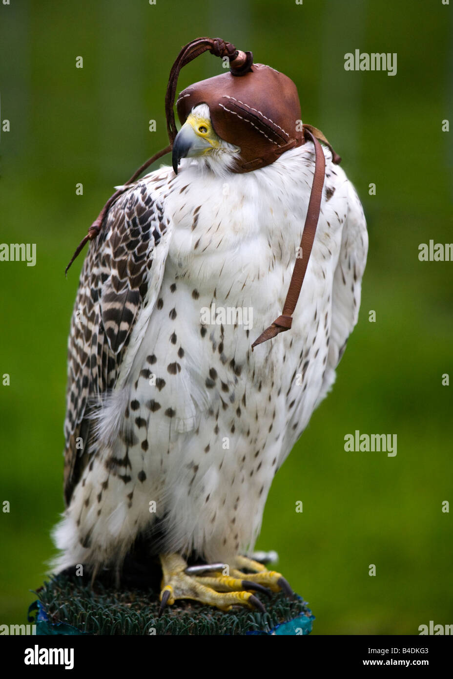 A Gyr Falcon, Falco rusticolus wearing a leather hood. Stock Photo