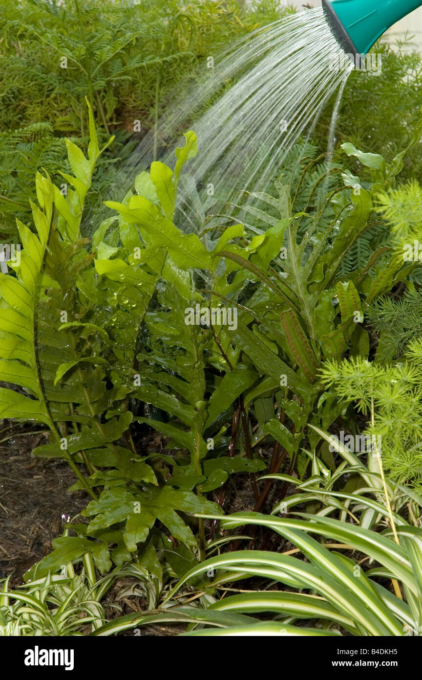 Watering ferns in screenhouse Stock Photo Alamy