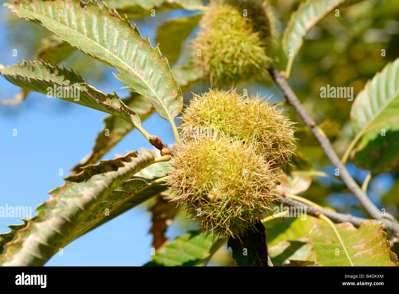 Stock photo of the fruit of the Sweet Chestnut tree Stock Photo
