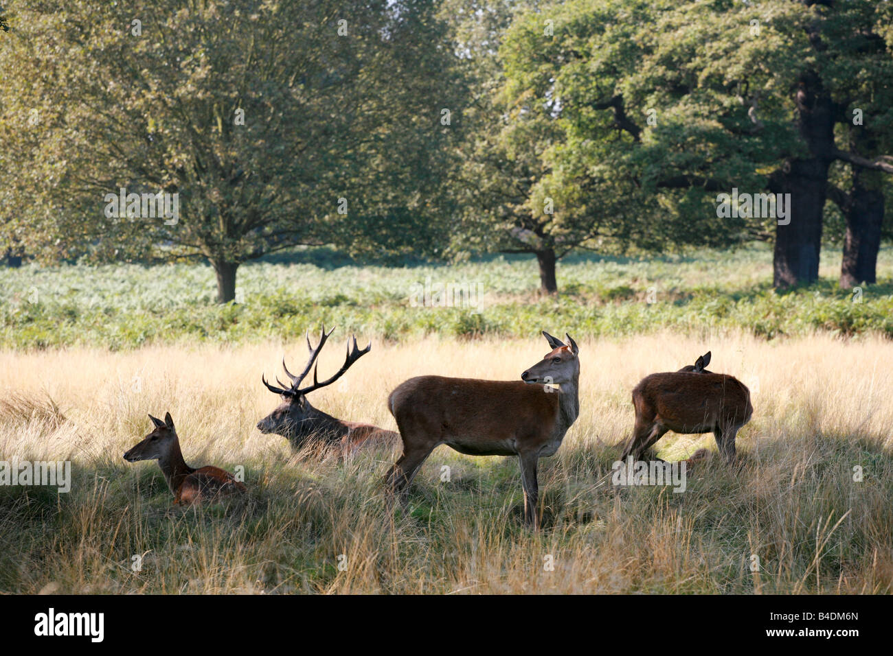 Herd of young female doe red deer cervus elaphus with lone male stag standing lying long grass Richmond Park Surrey England UK Stock Photo