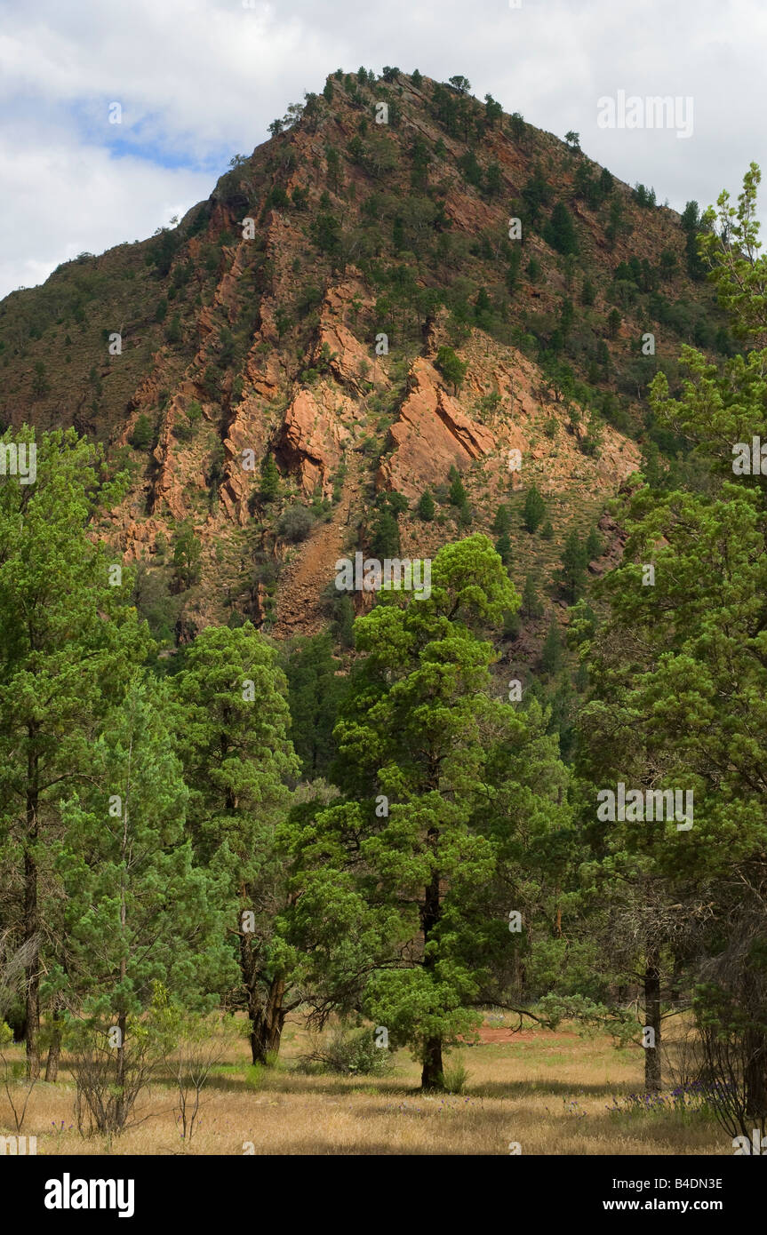 Australian native pines on rocky ridge Stock Photo