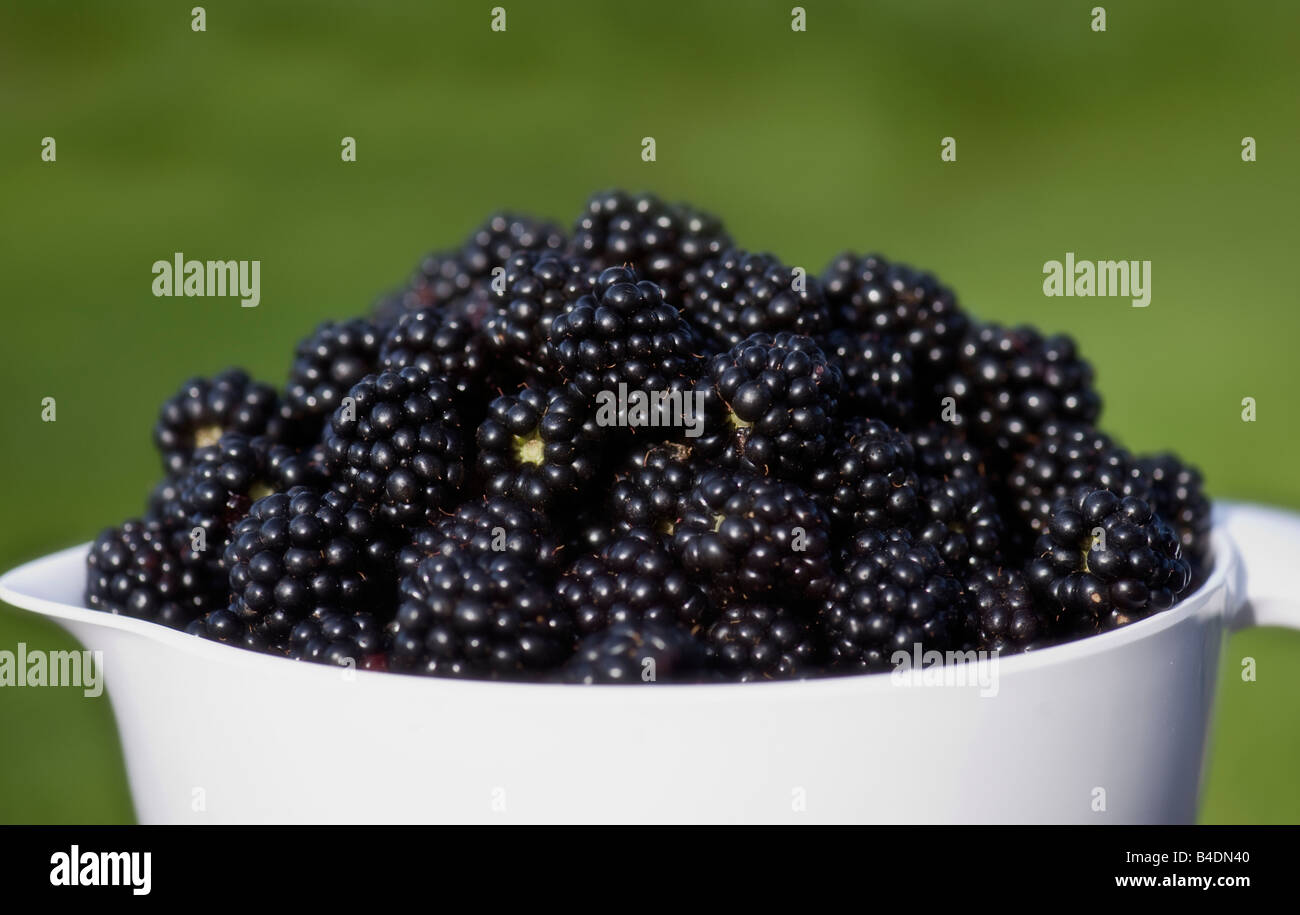 Freshly Picked Homegrown Brambles/Blackberries Stock Photo