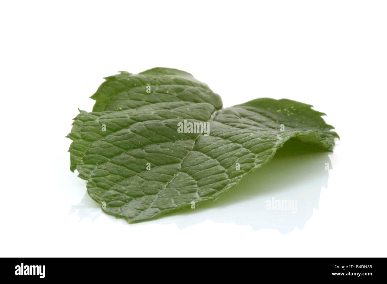 one spearmint leaf closeup isolated with reflection Stock Photo