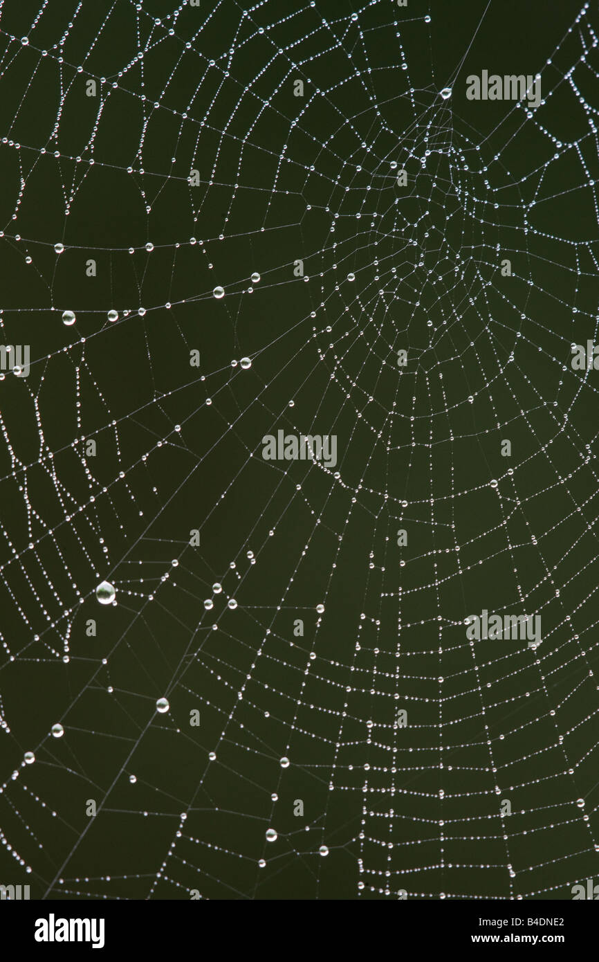 Garden Spider Araneus diadematus web with dew drops Stock Photo - Alamy