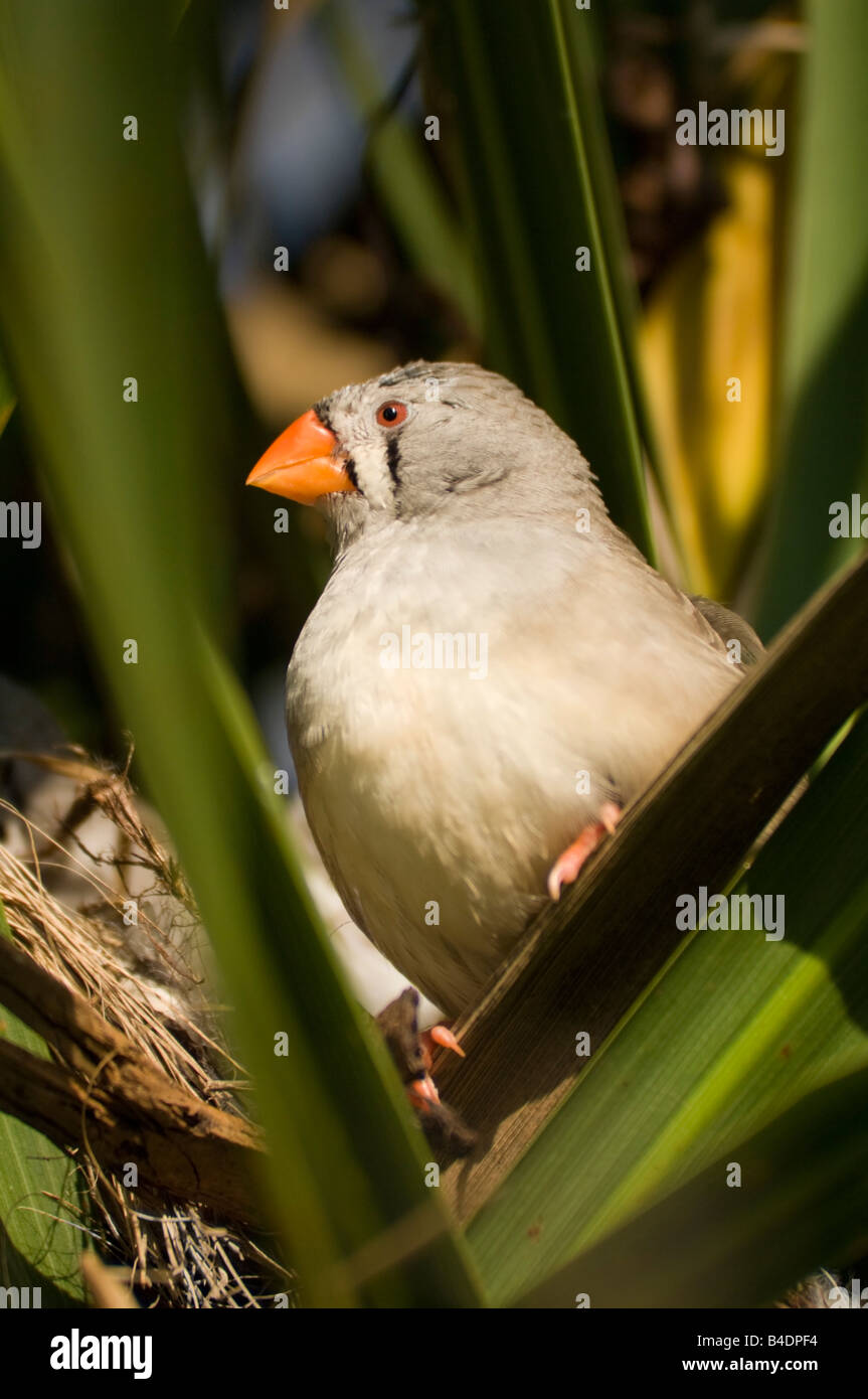 Female Zebra Finch Taenopygia guttata Captive Stock Photo Alamy