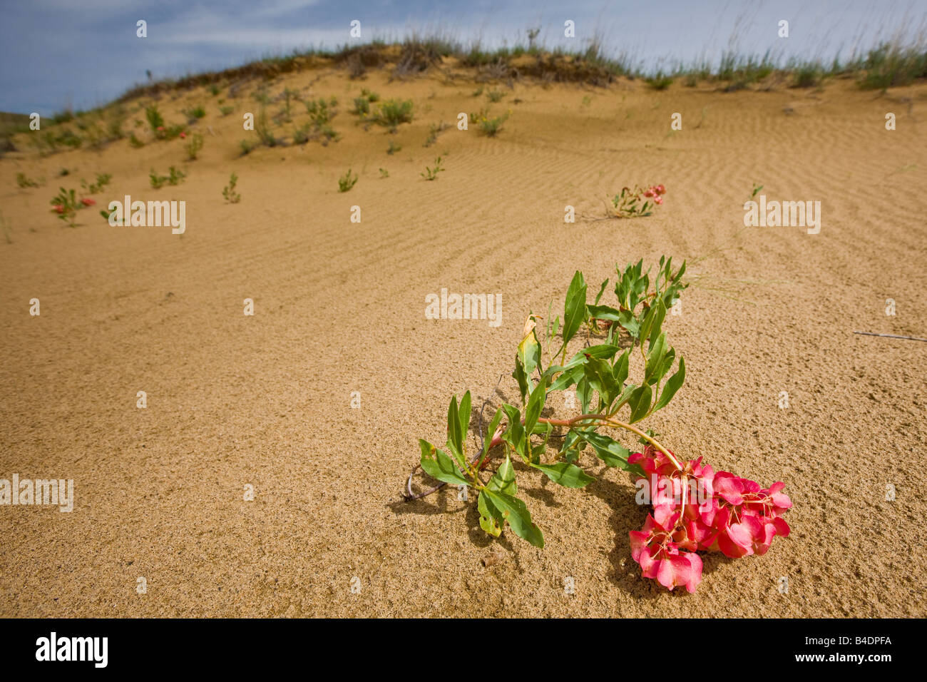 Hardy flowers growing on the sand dunes along the Spirit Sands trail, Spruce Woods Provincial Park, Manitoba, Canada. Stock Photo