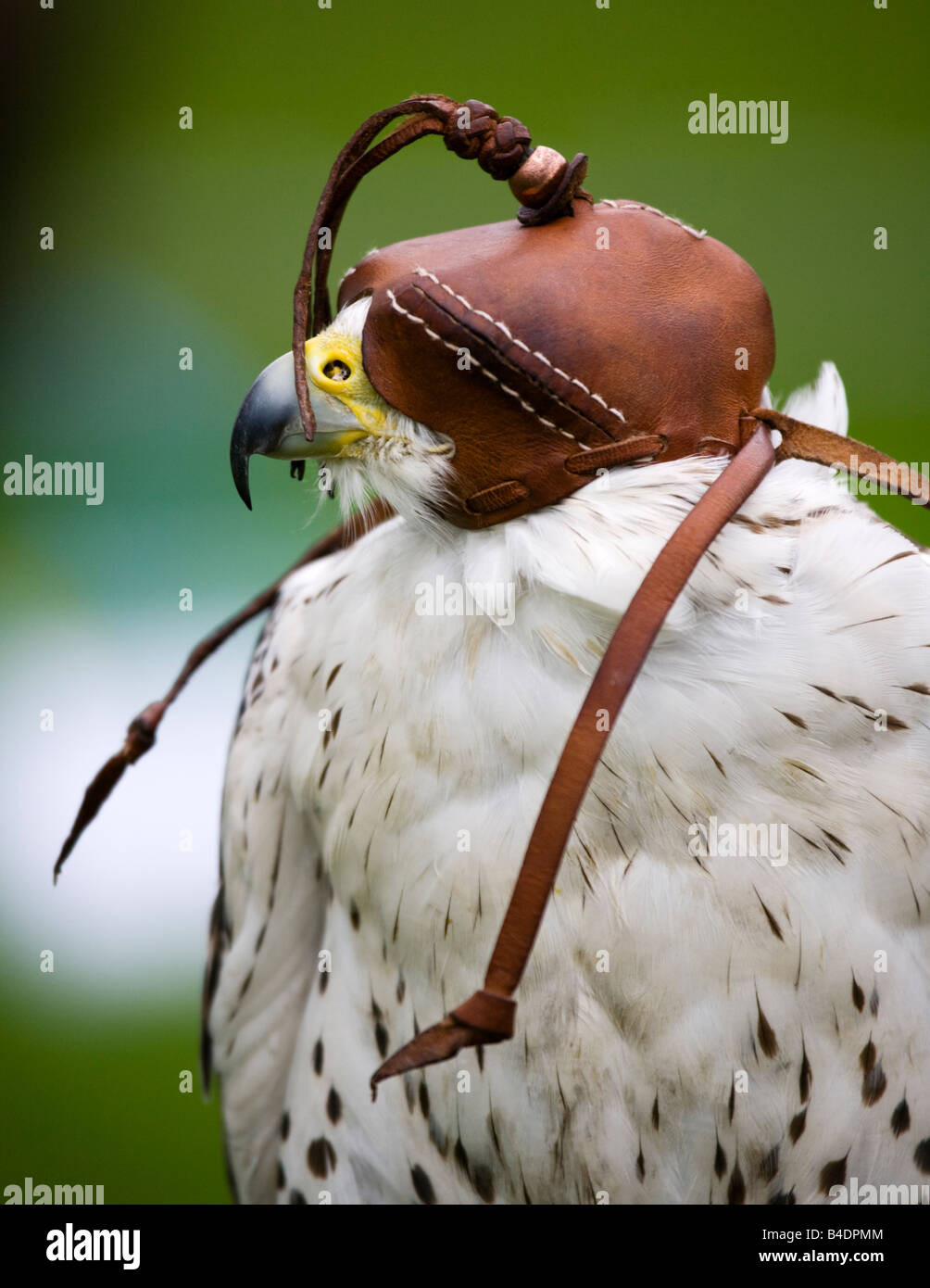A Gyr Falcon, Falco rusticolus wearing a leather hood. Stock Photo