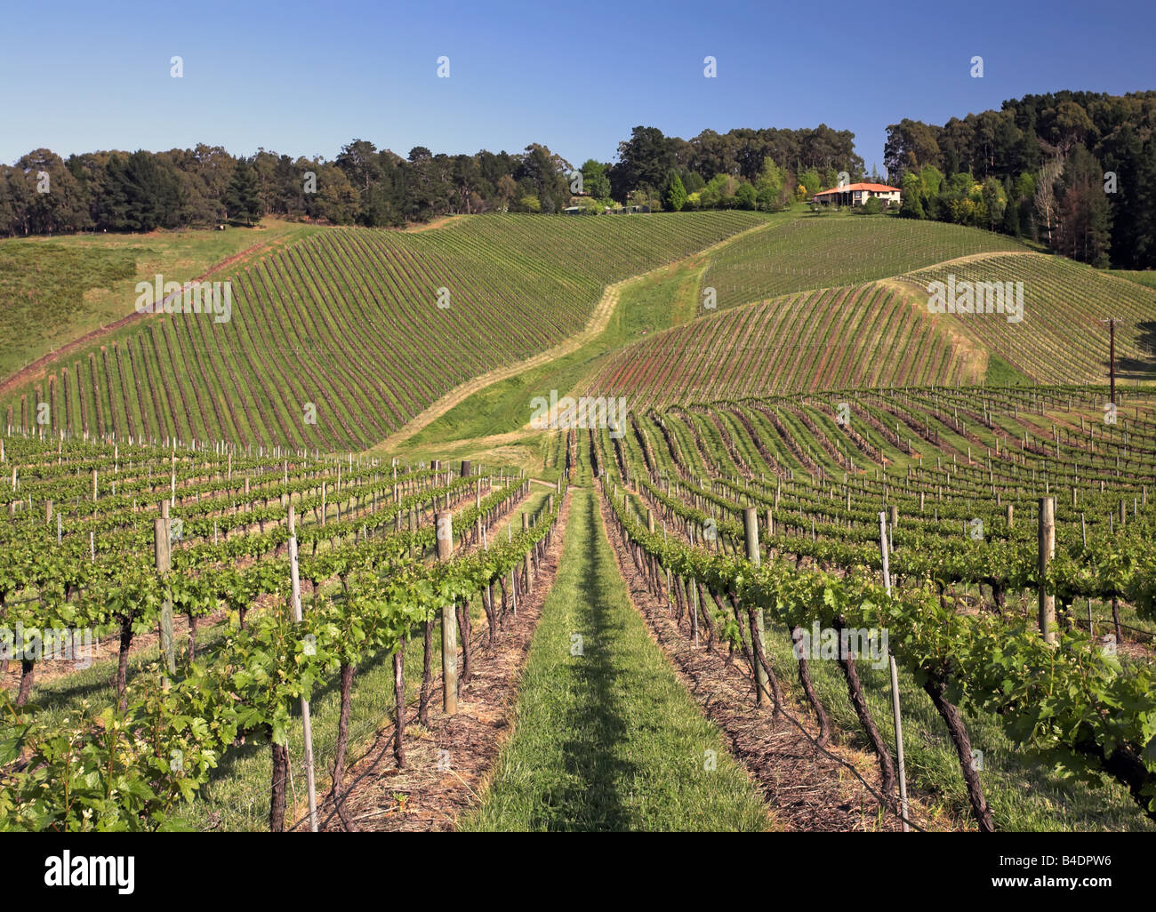 Adelaide Hills Vineyard Stock Photo Alamy