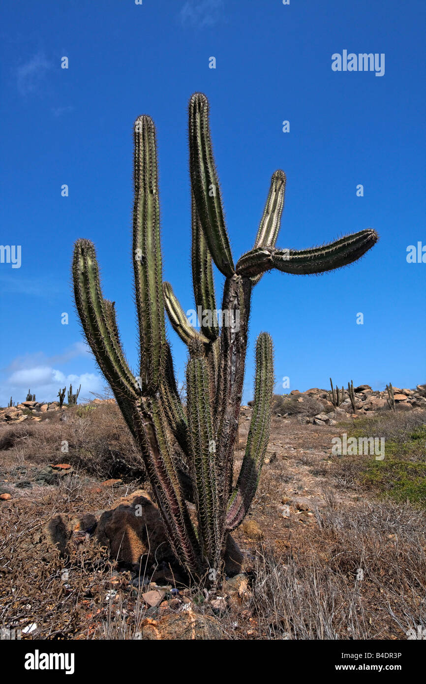 West Indies Aruba West Indies Aruba outback cactus Stock Photo - Alamy