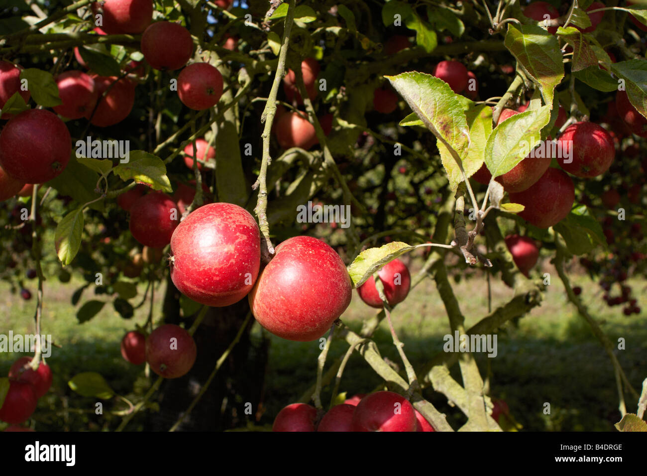 Apples orchard hires stock photography and images Alamy