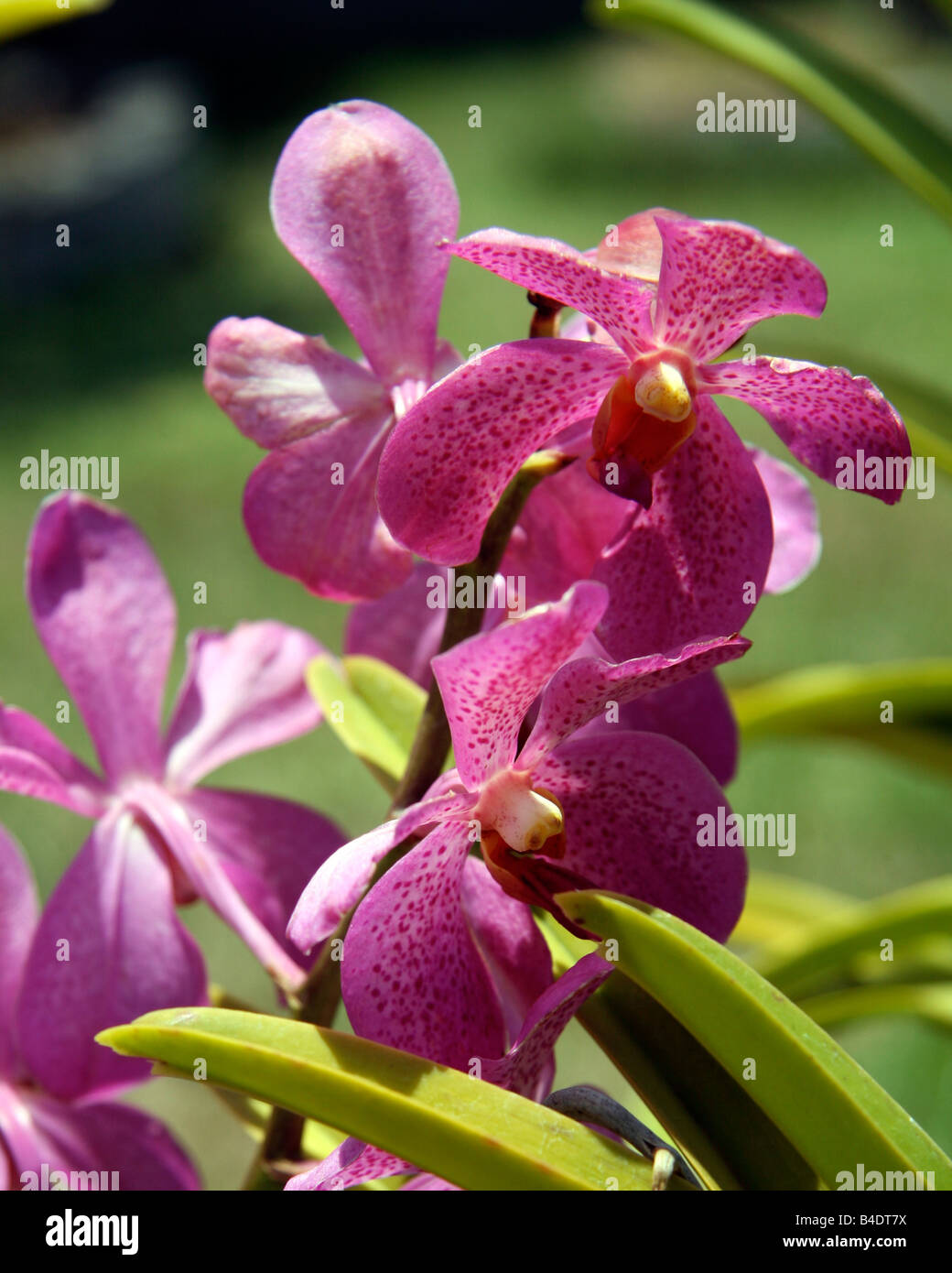 Mokara orchid Stock Photo - Alamy