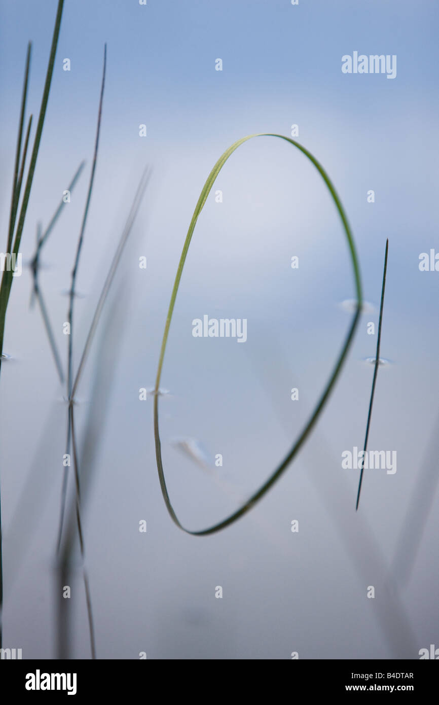 Grass and weeds in a lake Stock Photo - Alamy