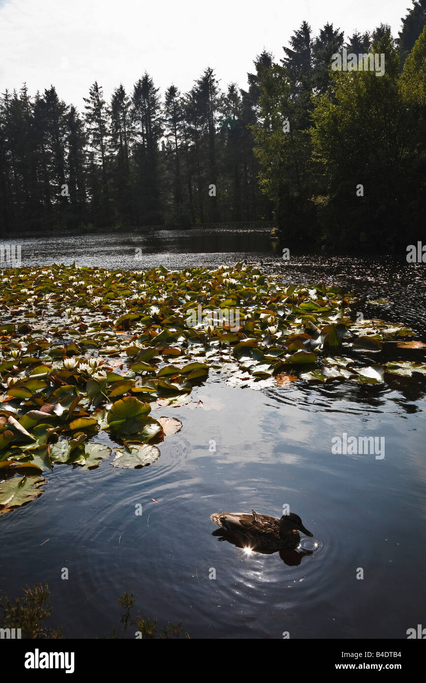 Man made pond at Silent Valley, Mourne Mountains, County Down, Northern Ireland Stock Photo