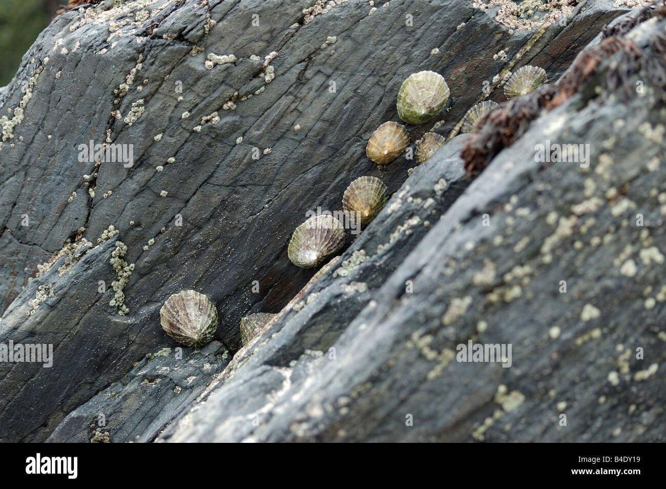 Limpets on a rock Stock Photo