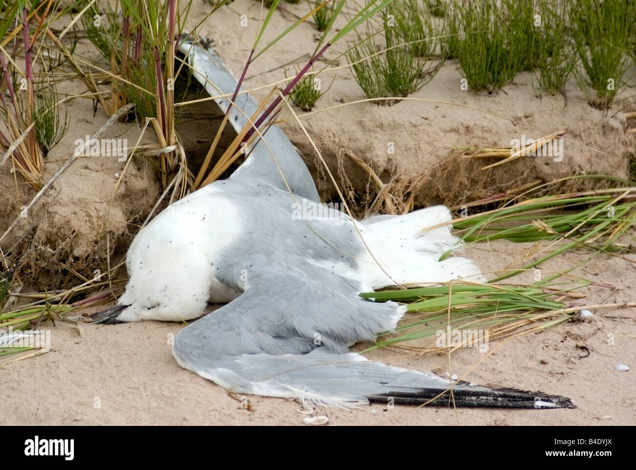 Dead gull on sandy beach Stock Photo