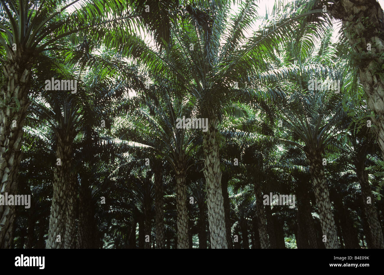 Fifteen year old oil palm plantation with large palms established ferns Malaysia Stock Photo