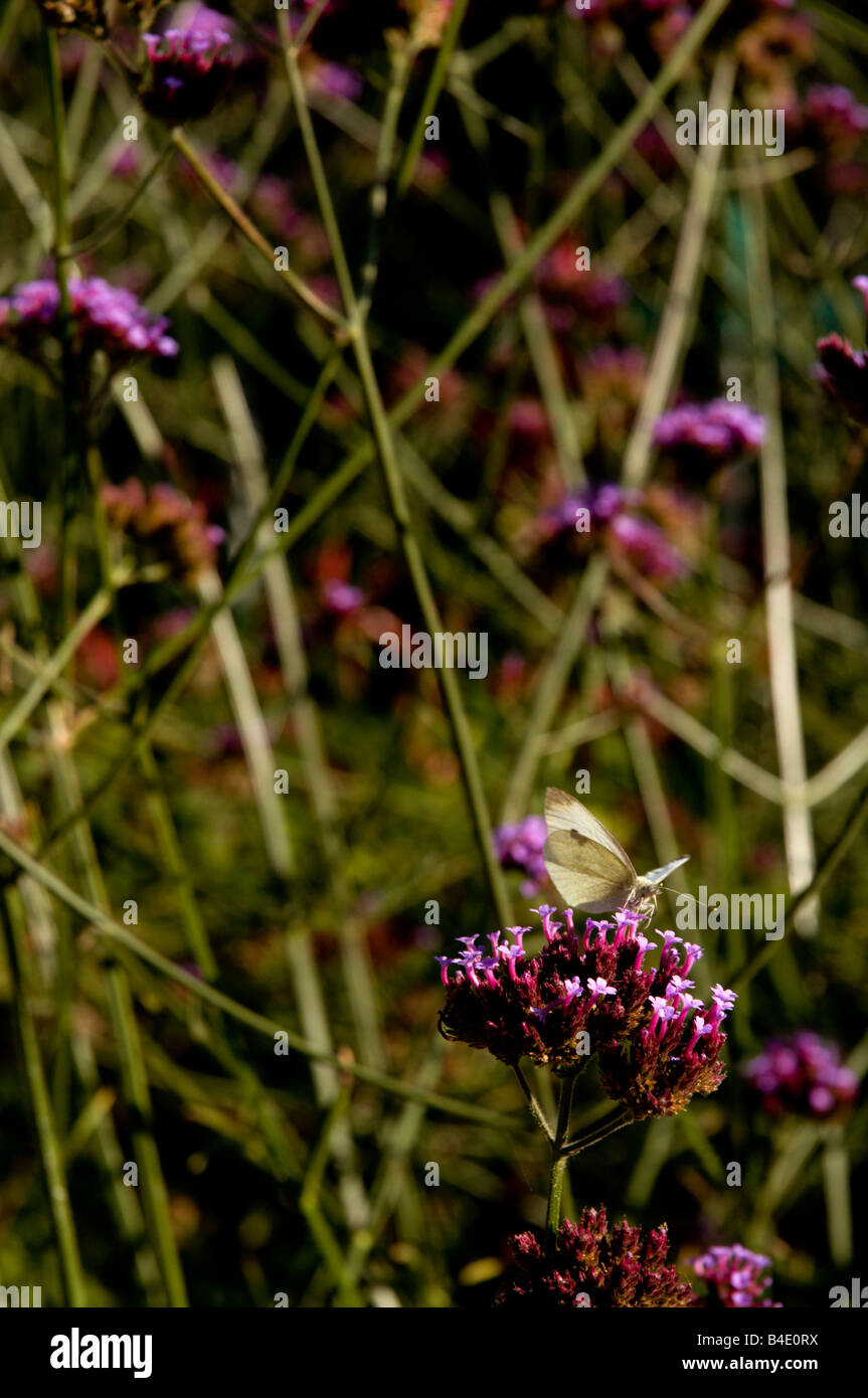 butterfly on flowers in the sun Stock Photo - Alamy